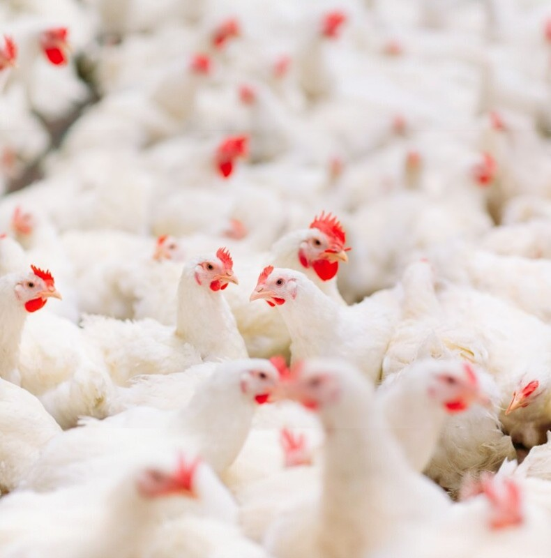 Why bird flu vaccination has stalled in South Africa
